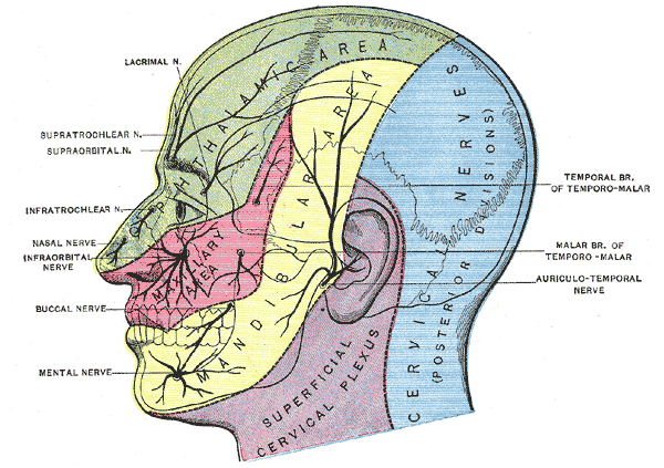 &nbsp;[[ Trigeminal Nerve Sensory Areas ]]&nbsp;